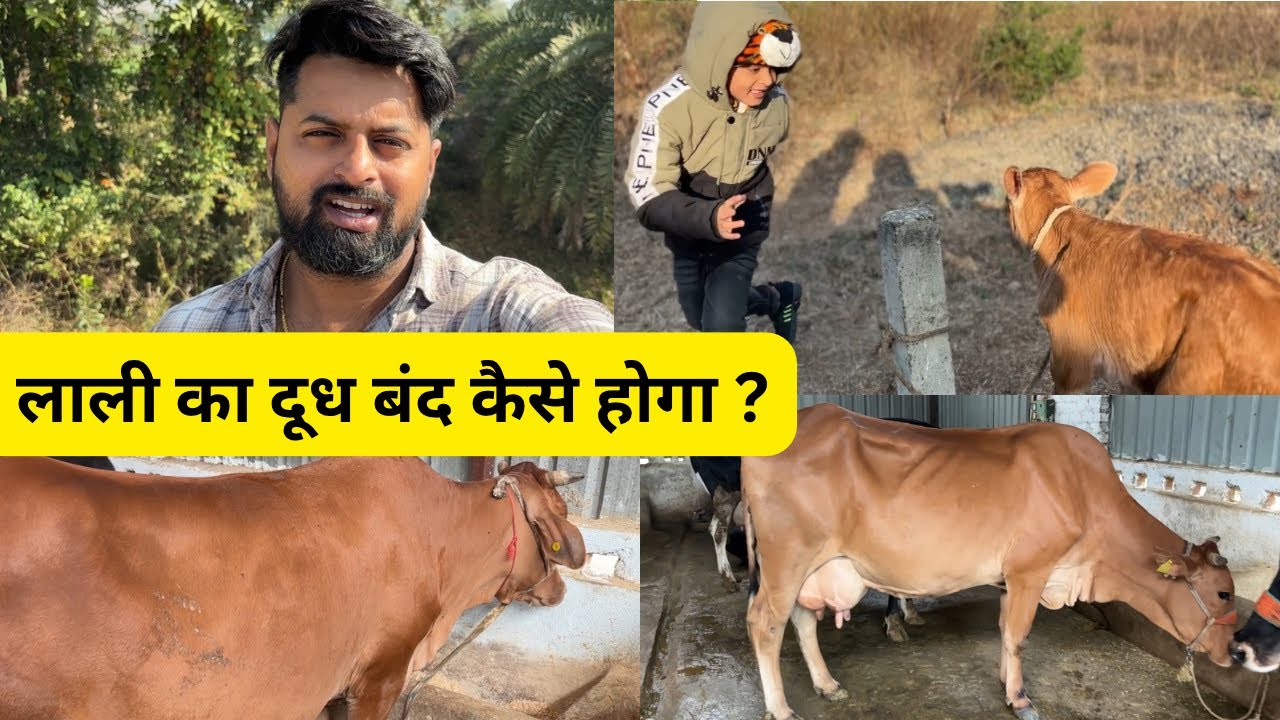 लाली का दूध बंद कैसे होगा ? || How will Lali's milk be stopped?