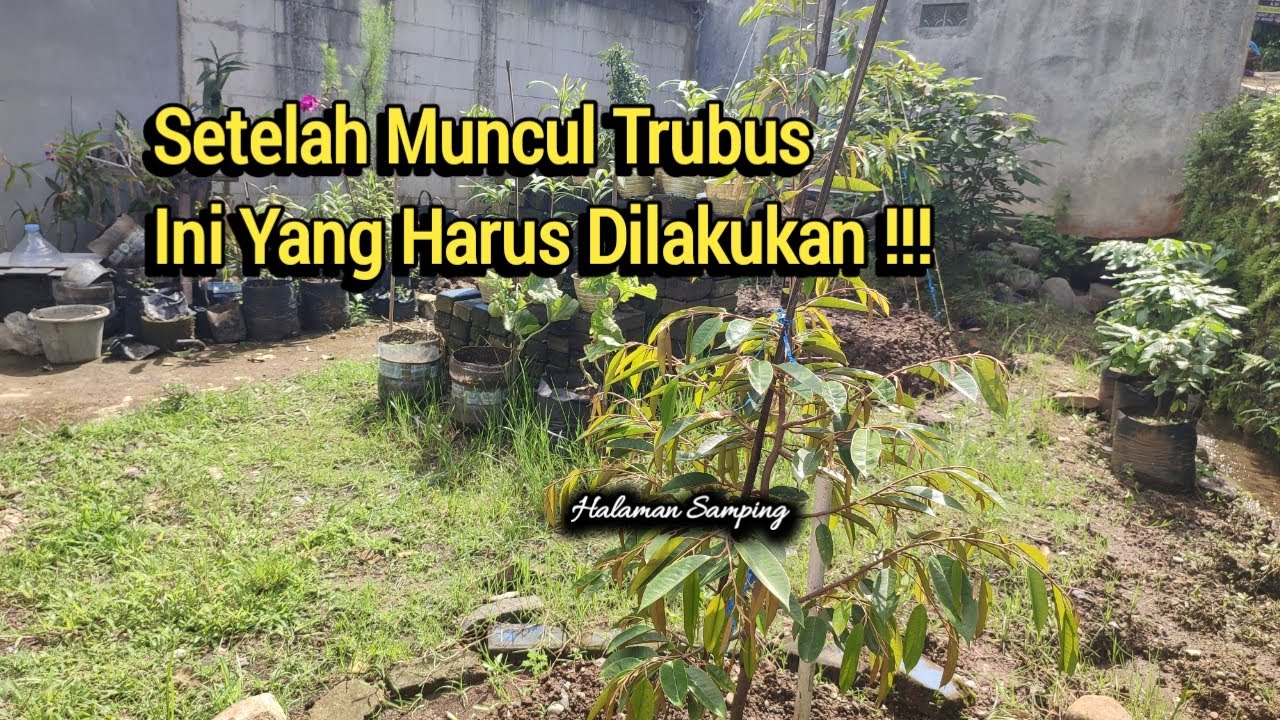 Perlakuan Durian Setelah Muncul Trubus