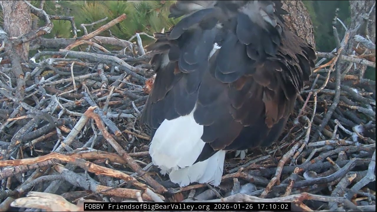 Jackie in labor screaming having egg number two 1/26/2026￼