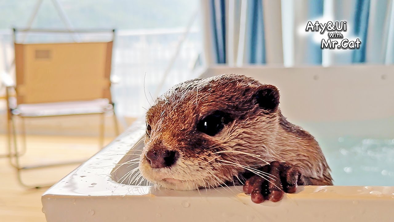 Adorable Otters Enjoying the Resort to the Fullest [Otter Life Day 933]