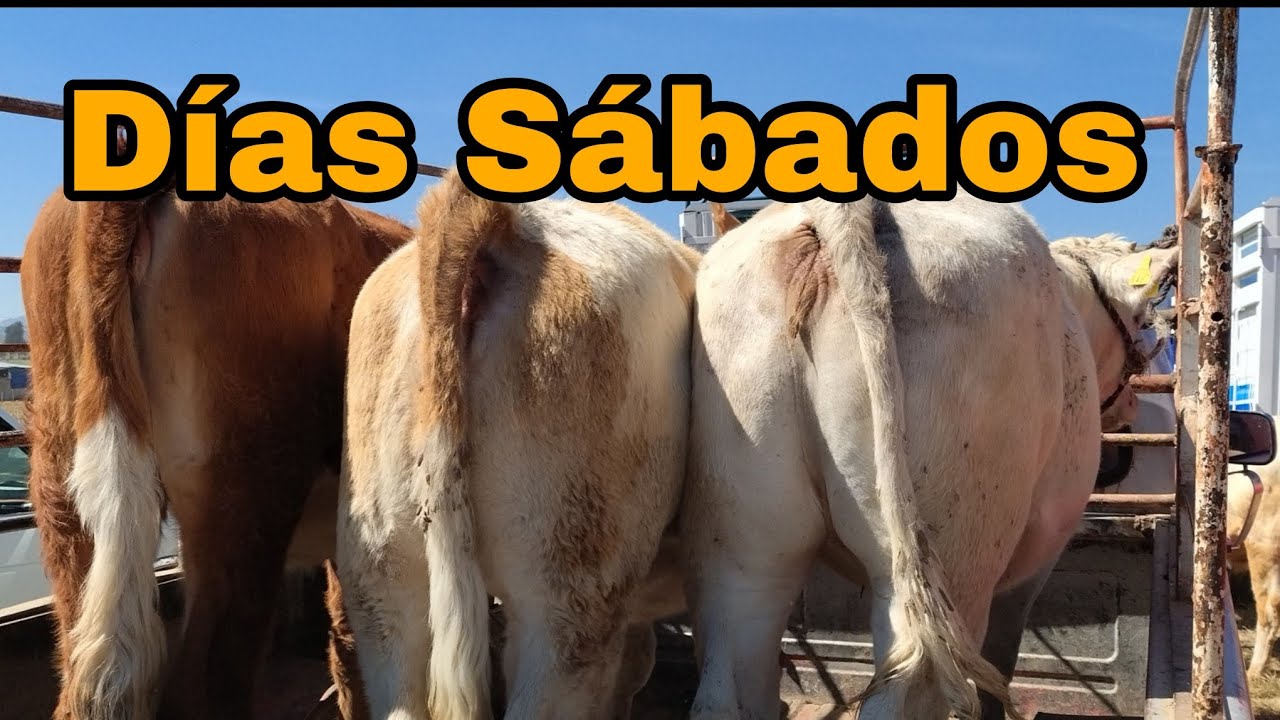 Días Sábados // chulos animales 