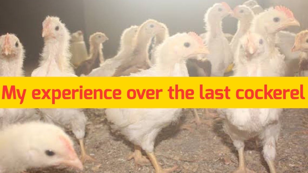 Reason why My Cockerel Chicken  has not Been Growing Well in Nigeria
