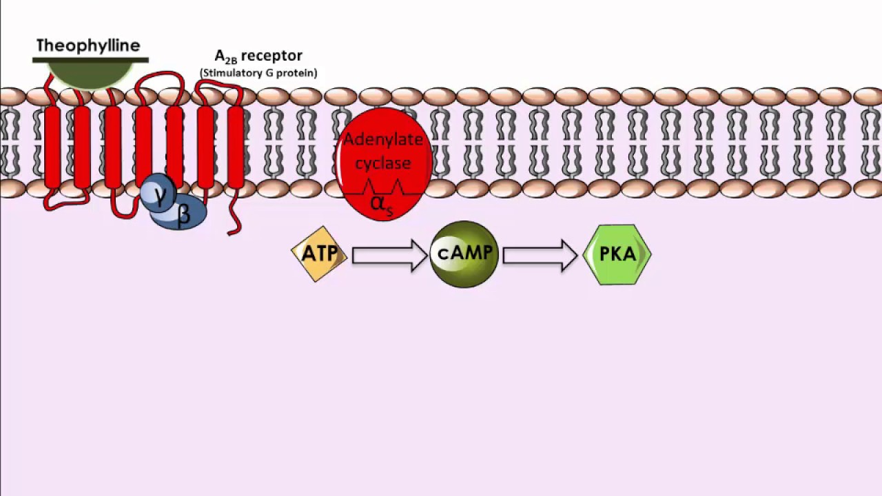 Theophylline - Mechanism of Action