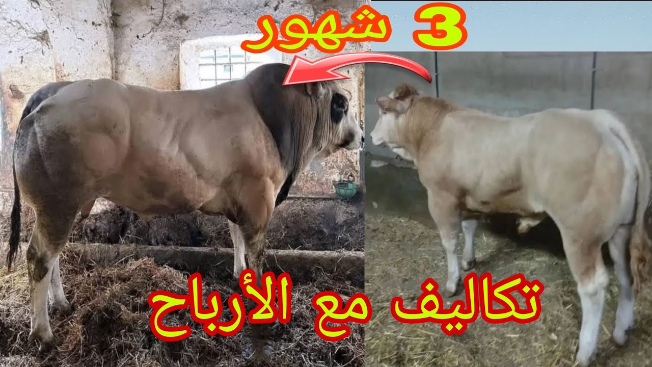 طريقة صحيحة لتسمين العجول مع تكاليف و أرباح من هدا المشروع كل ماستحتاجه في هدا الفيديو لنجاح
