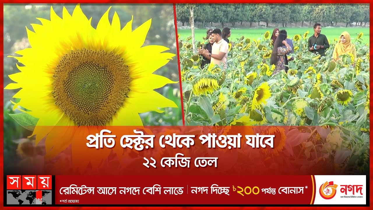 দিনাজপুরে সূর্যমুখীর বাগান দেখতে দর্শনার্থীদের ভিড় | Sunflower Garden In Dinajpur | Somoy TV
