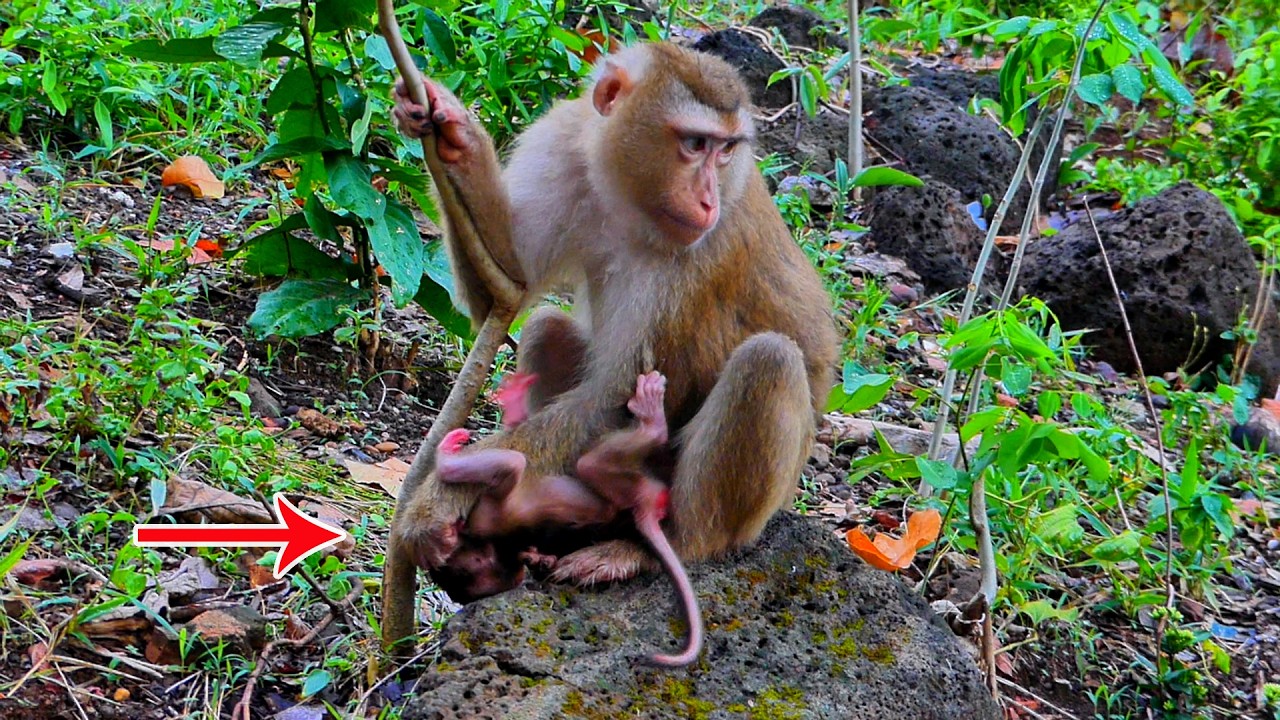 Sarika mother seemed dissatisfied about giving the baby milk. She pushed the baby away.