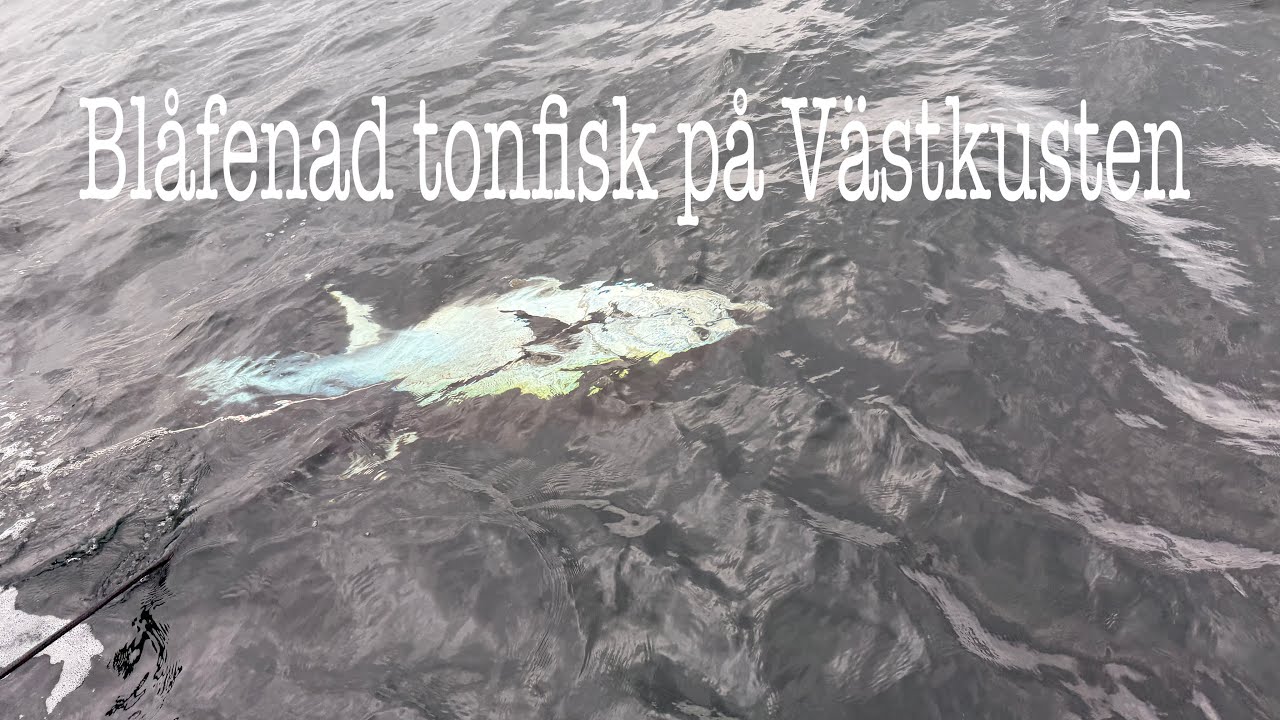 Bl&aring;fenad tonfisk p&aring; V&auml;stkusten 2025