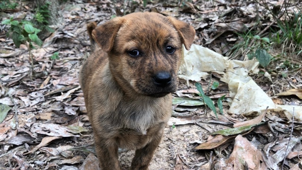 lonely dog sad after being abandoned / rescue dog