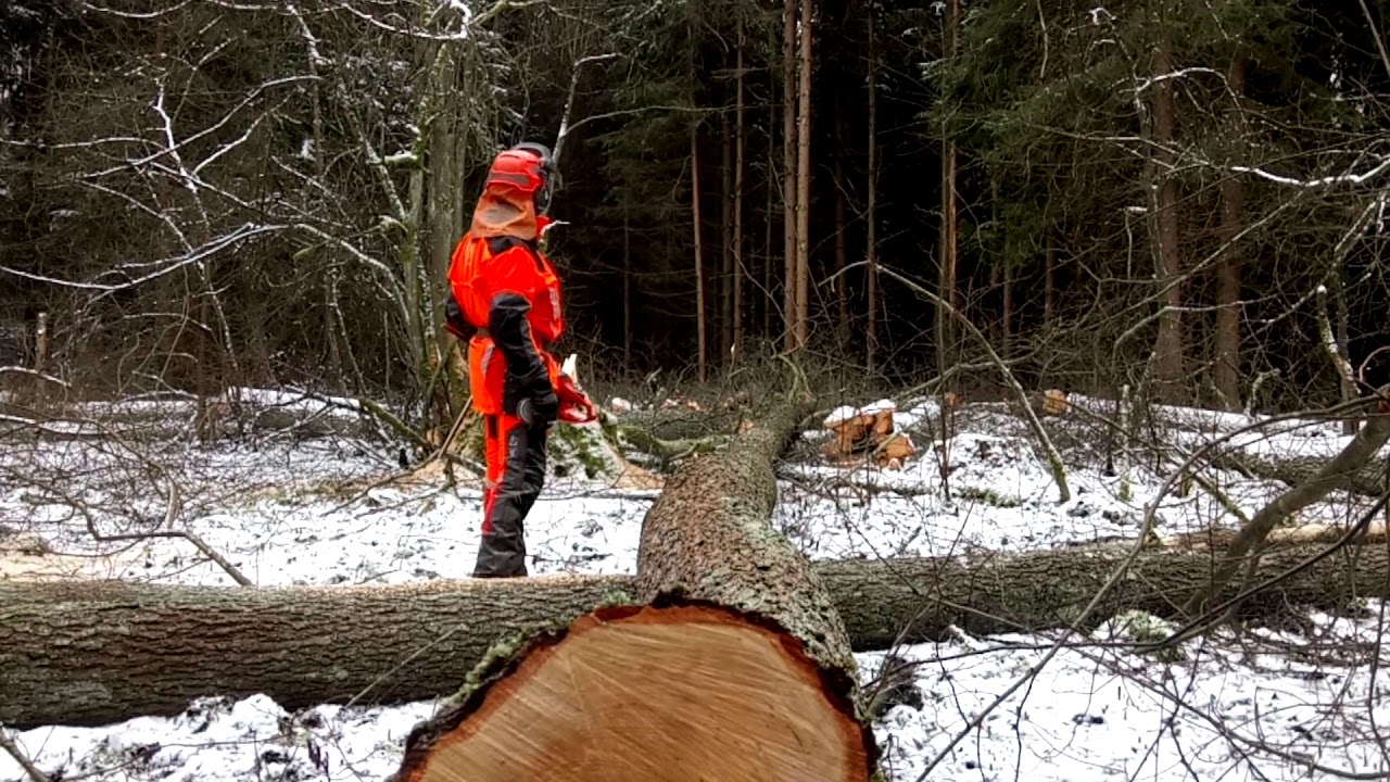 VERY DANGEROUS cutting down two trees with the Husqvarna 560XP chain saw and dancing to the end !!!