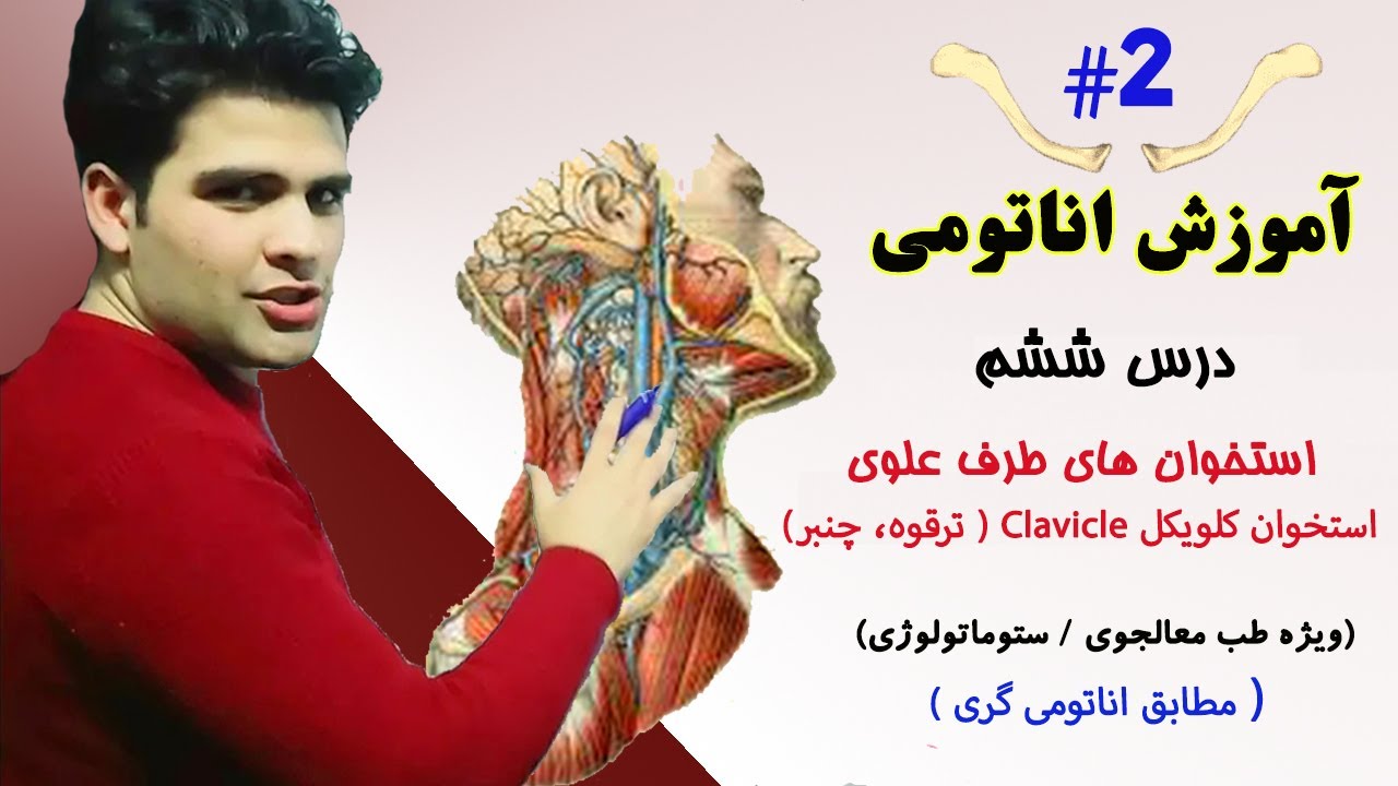 Anatomy lesson 6 | اناتومی درس ششم
