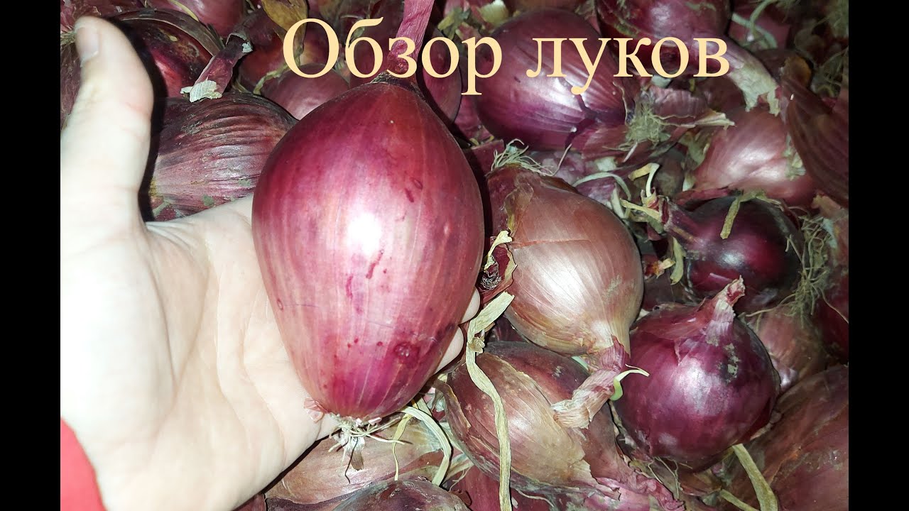 Обзор луков. Все видео что не вышли в прошлом сезоне. Overview onions.