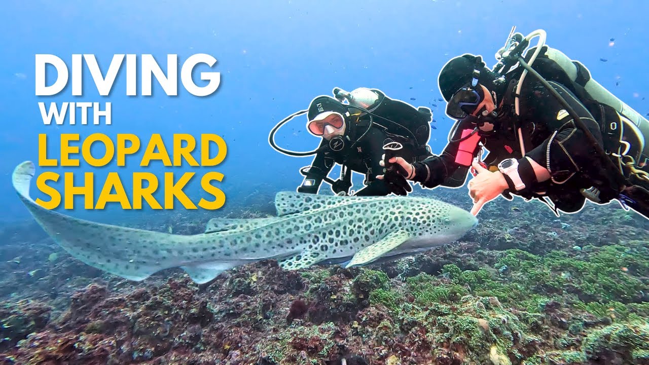 ENCOUNTERING LEOPARD SHARKS IN AUSTRALIA || Diving Nine Mile Reef, Tweed Heads (Aussie Vlog #15)