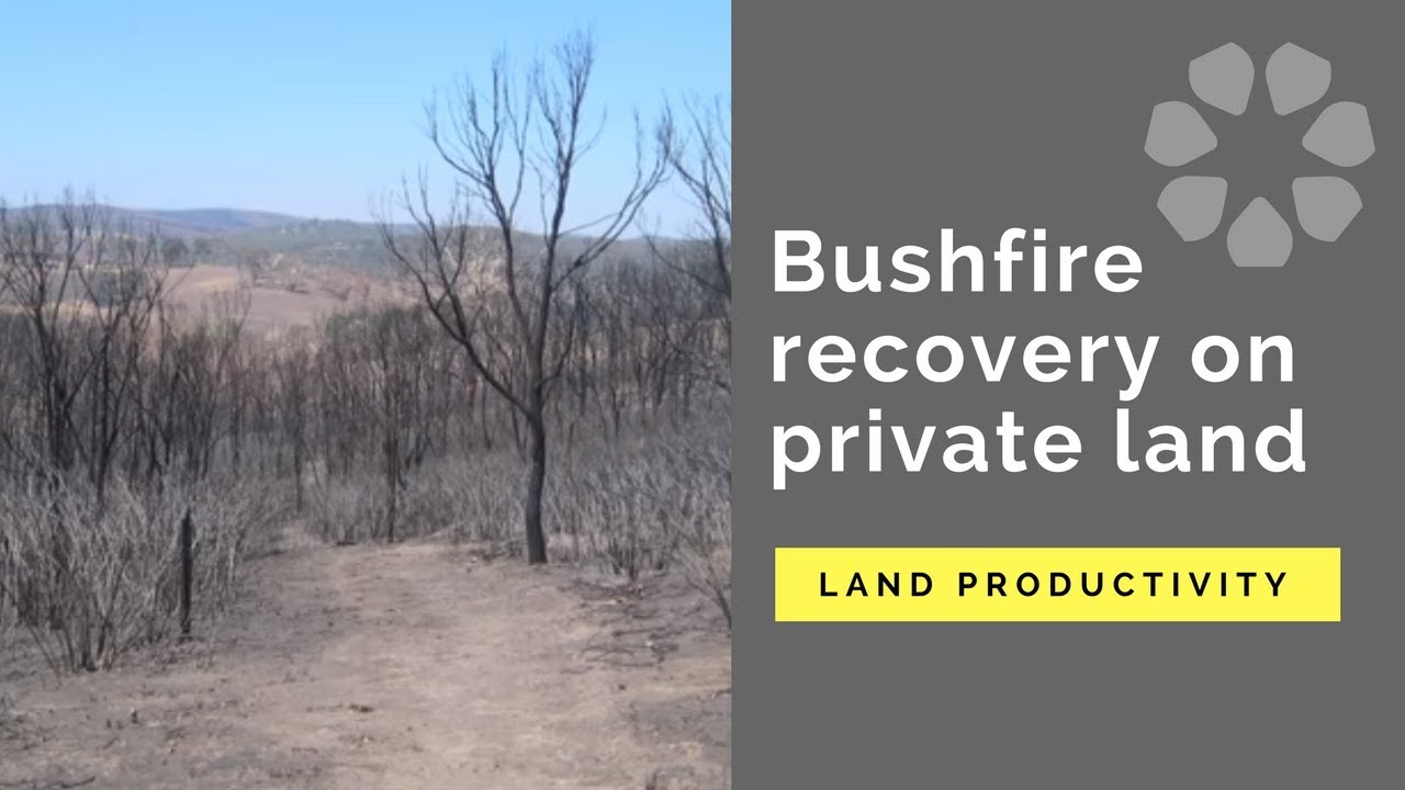 Bushfire recovery on private land: farm productivity | Port Phillip & Westernport CMA