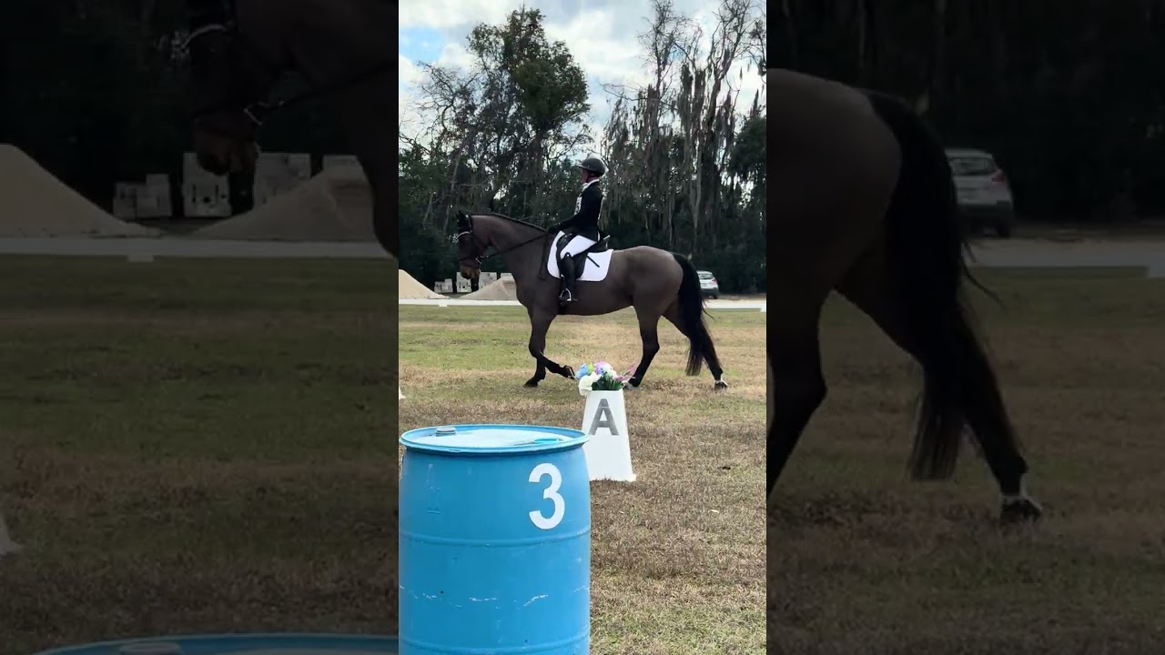 Matteo - dressage Majestic ON 25.3