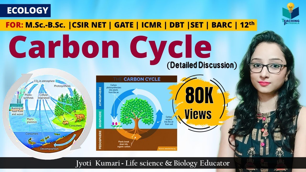 Carbon Cycle (In Hindi)  || Biogeochemical Cycle || Teaching Pathshala || Ecology