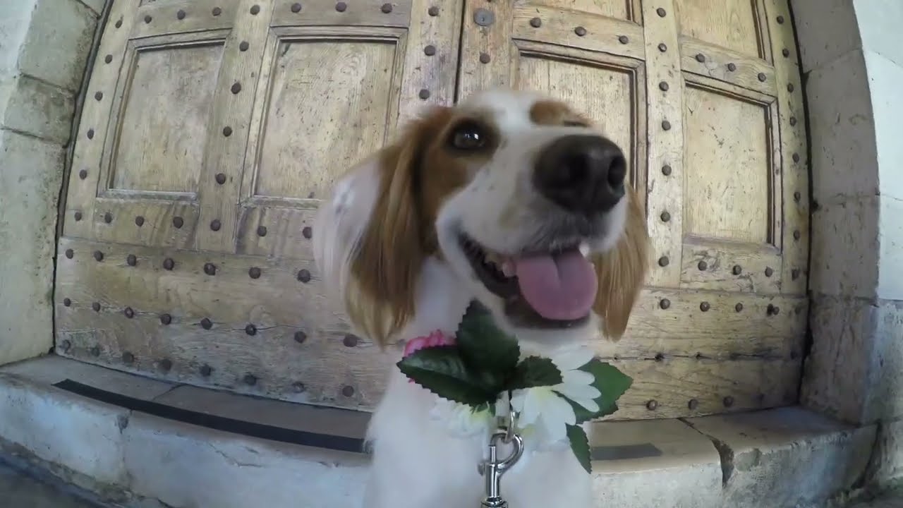 Penny cane al matrimonio a Bari con il dog sitting for wedding Wedding Dog Sitter