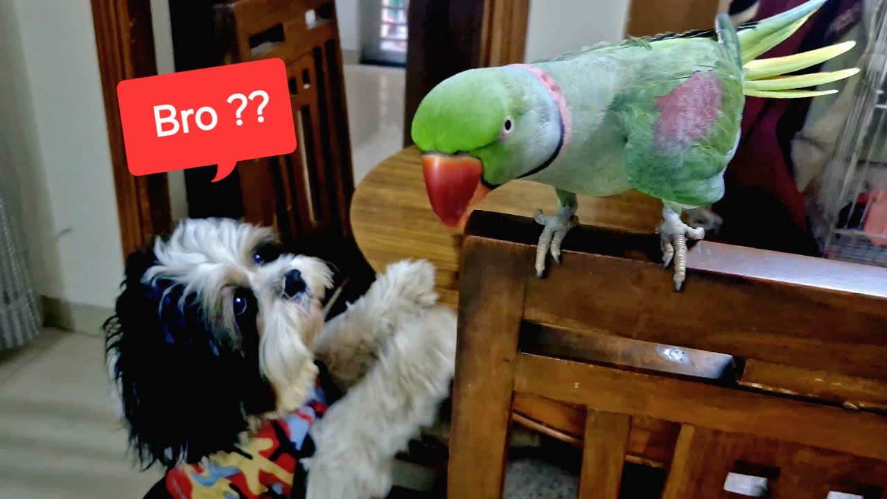 Parrot Pablo Nahi Cute Chapo Hai Mummy ka Saitaan Bachha 😍