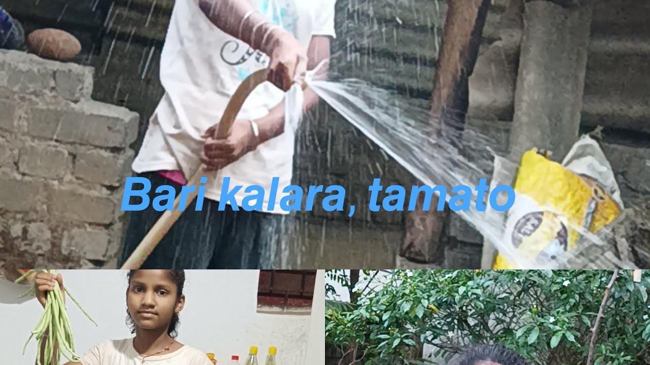 𝘼𝙢𝙖 𝘽𝙖𝙧𝙞 𝙠𝙖𝙡𝙖𝙧𝙖 //𝘼𝙢𝙖 𝙗𝙖𝙧𝙞 𝙩𝙤𝙢𝙖𝙩𝙤𝙚𝙨 🍅 @tapankumarkisku7009 @YouTube