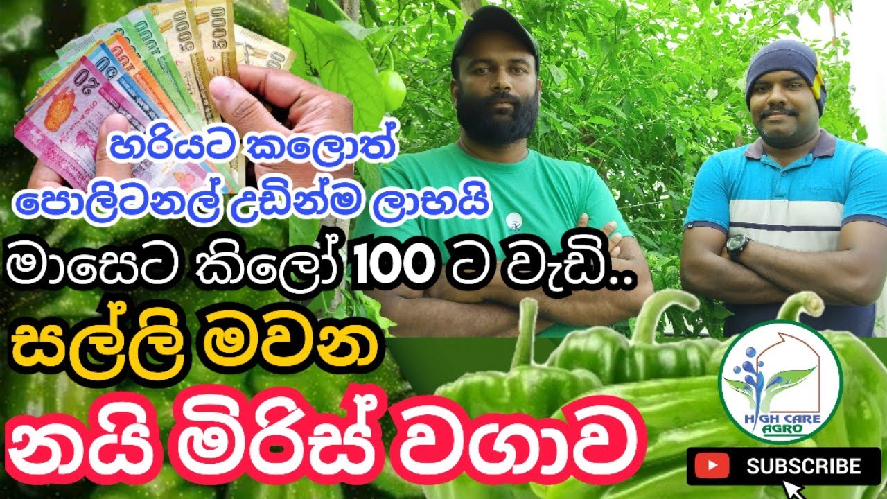 සල්ලි මවන පොලිටනල් වගාව... හරියට කලොත් උඩින්ම ලාභයි | Greenhouse srilanka | Polytunnel Srilanka