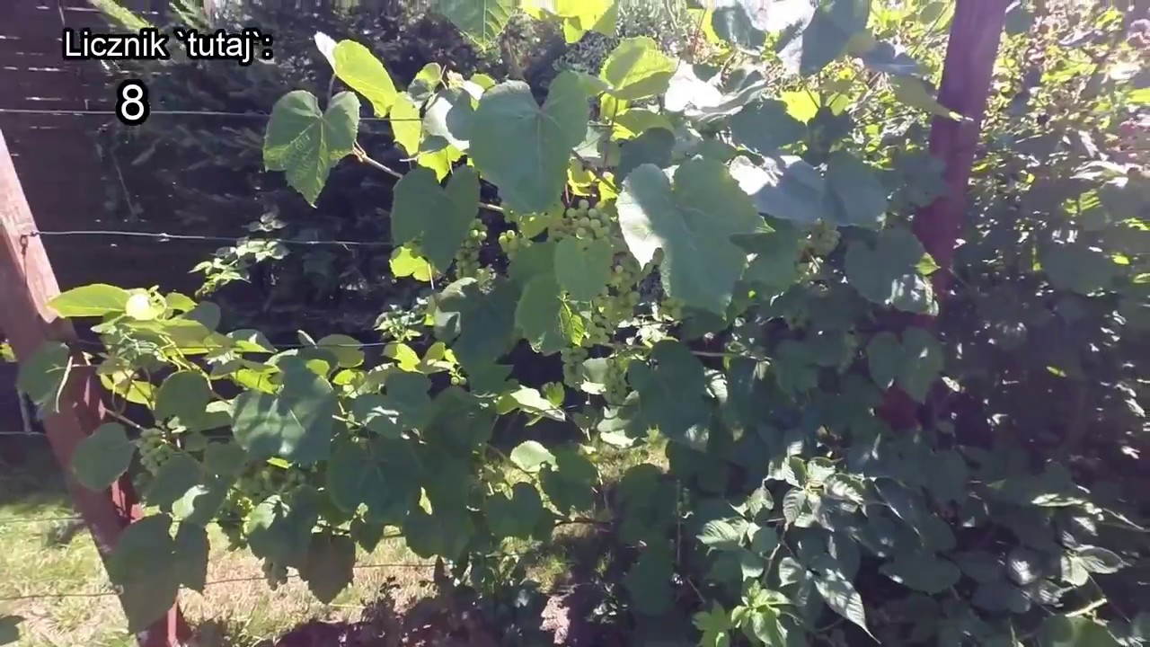 Jak wygląda moja działka w lipcu 2018 jeżyny, borówka, poziomki, bratki ciągle kwitną 🍇🍓🍏🌸🌺