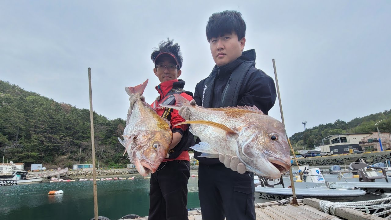 빠가참돔 7짜 8짜 인생 고기 잡은날!! 뜰채질 힘드네요..#참돔낚시 #꼬라박기 ##자연산참돔 #수연레저 #촌놈스시 #풍화리 #빠가참돔 #통영낚시