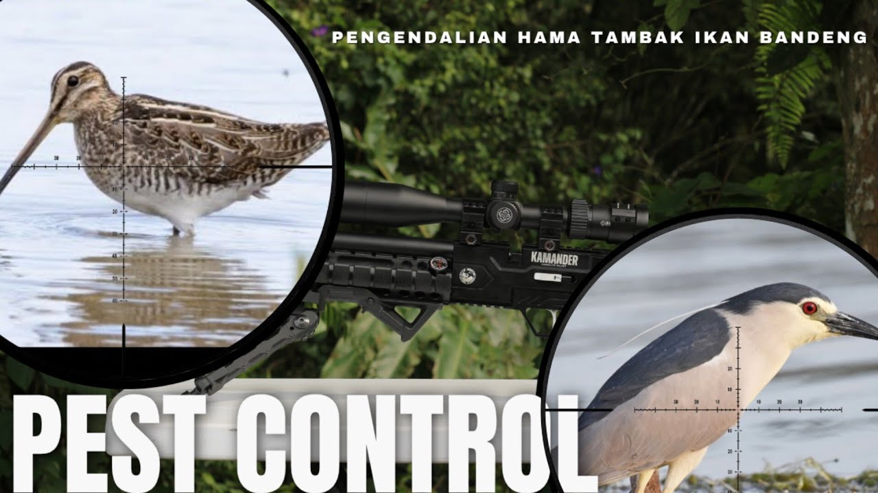 WILD HUNTER: KAMANDER AKURASI TERBAIKNYA SAAT BERBURU ‼️