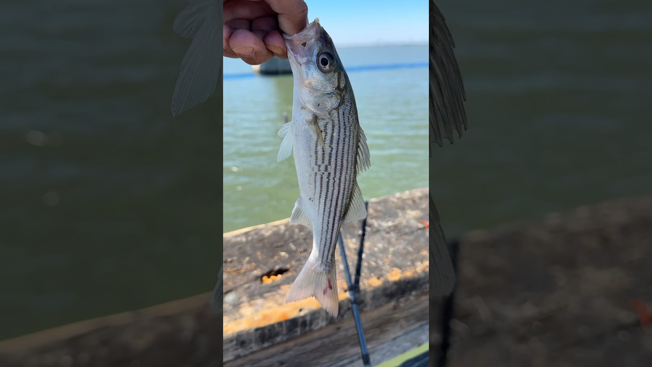 Landing big ones at Antioch Pier! 