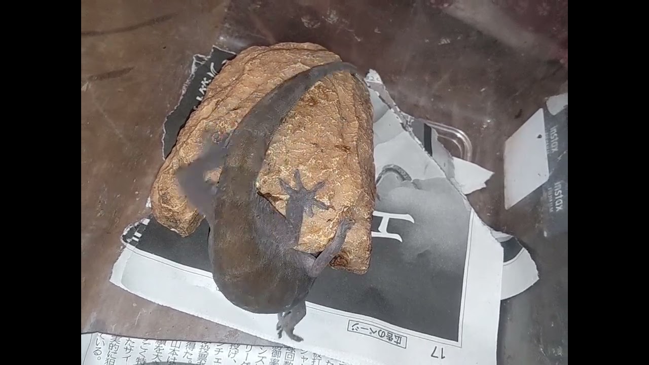 バナナヤモリ潜る瞬間