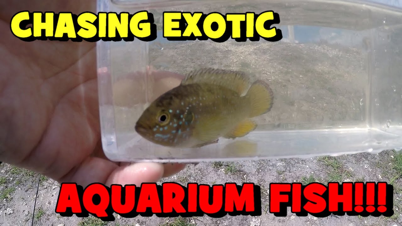 Chasing EXOTIC AQUARIUM FISH in a FLORIDA CANAL!
