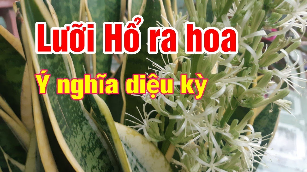 Cây Lưỡi hổ ra hoa có ý nghĩa gì ? Báo hiệu điều gì ?| Hằng Lê HG85