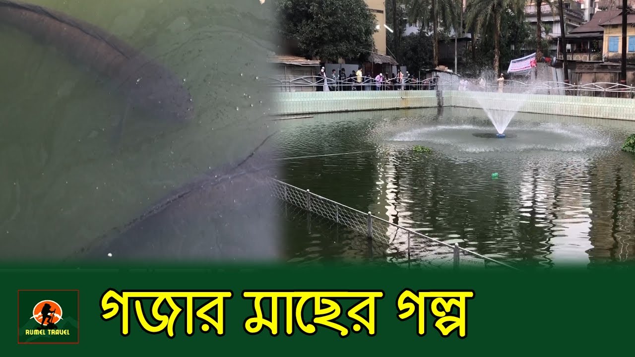 মাজারের গজার মাছ কি খাওয়া যায় ? | গজার মাছ | Gujar Fish | Sylhet Sahjalal Majar | Romel Travel Vlog
