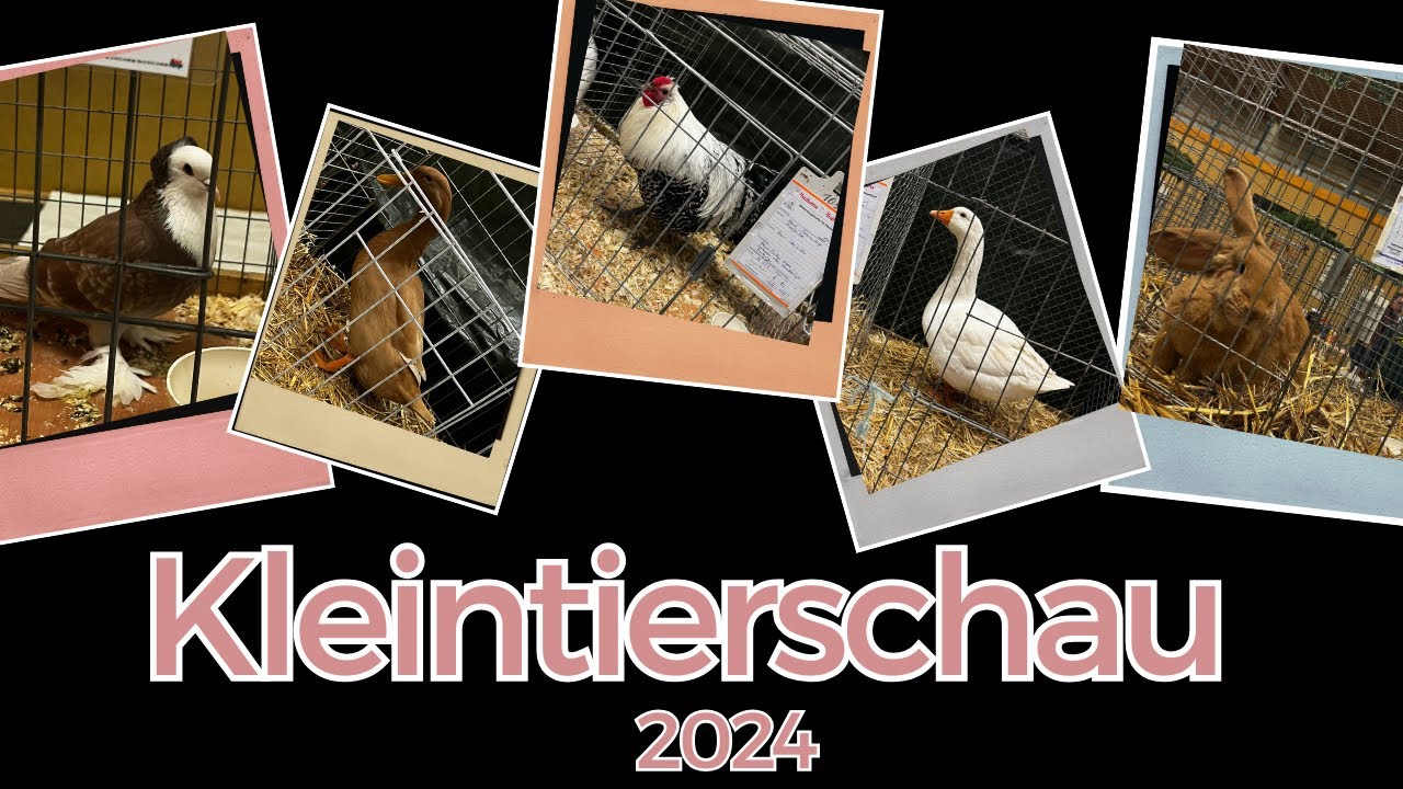 Kleintierschau - Kleintierausstellung 2024 in Wittstock #hühner #enten #tauben #gänse #kaninchen