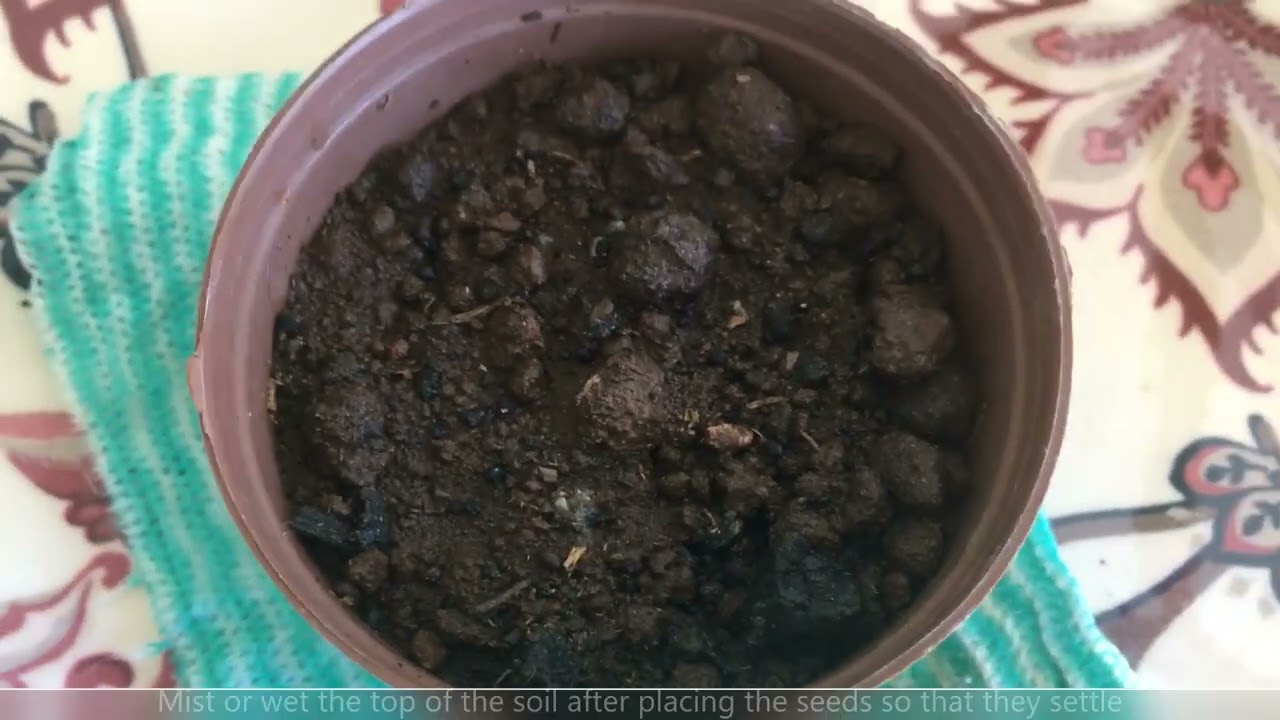 Sowing difficult cactus seeds. Mammillaria saboae groupe theresae, bertholdii, haudeana , luethyi
