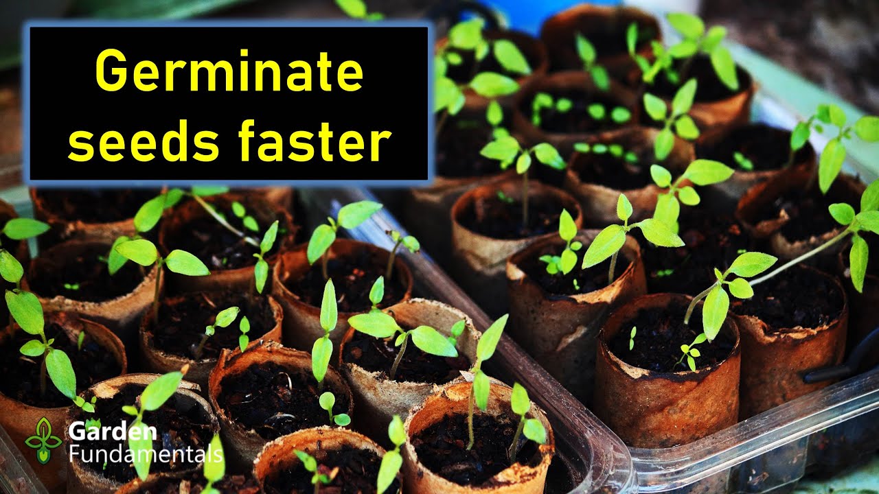 Getting Seeds to Germinate - How to Overcome Dormancy