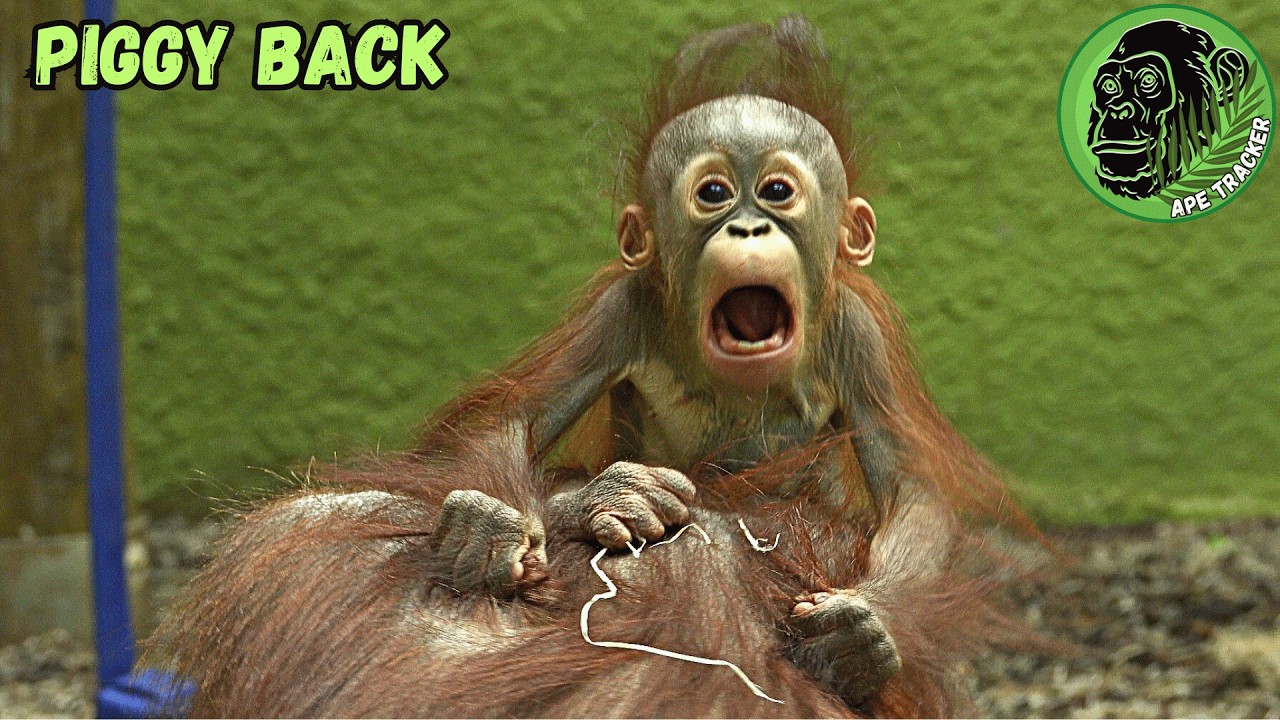 Baby Orangutan Climbing All Over His Mom !
