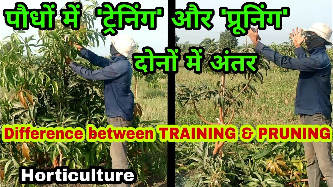 Difference Between TRAINING & PRUNING In Orchard | पौधों में ट्रेनिंग और प्रूनिंग, दोनों में अंतर