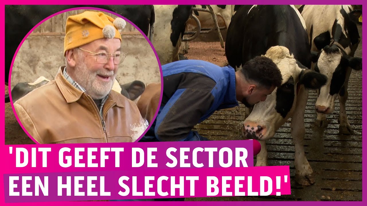 Boeren laten zien hoe het ook kan met koeien: 'Totaal onnodig!'