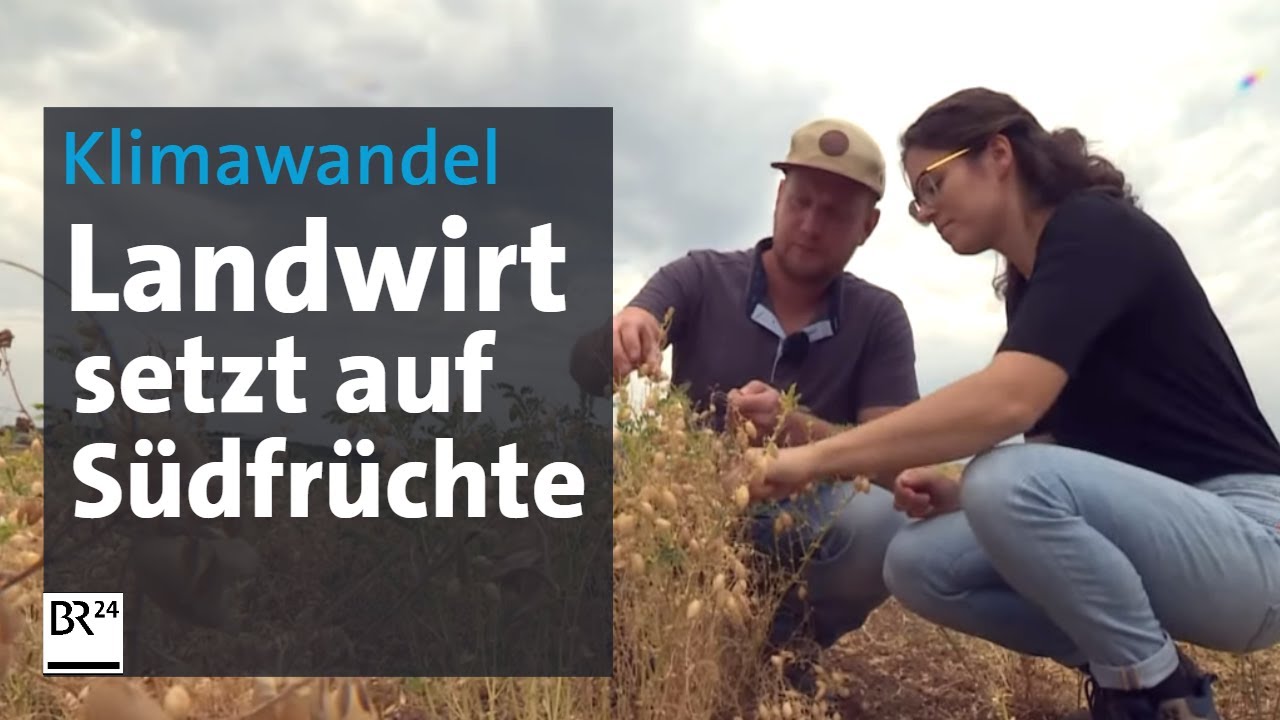 Kichererbsen und Süßkartoffeln: Landwirt aus Unterfranken baut Südfrüchte an | Abendschau | BR24