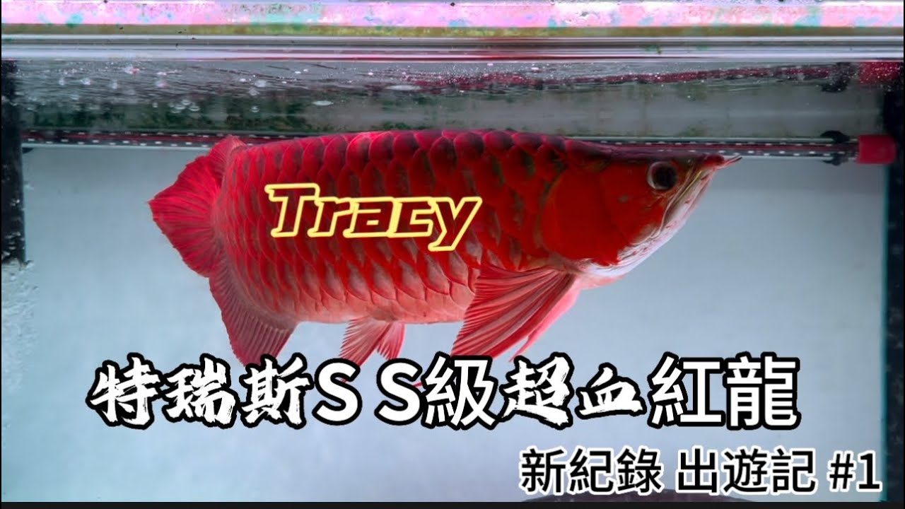【樂魚愉人水族】Tracy特瑞斯超血紅龍S S級 出遊紀錄#1 #水族館 #樂魚愉人水族 #龍魚 #紅龍 #血紅龍
