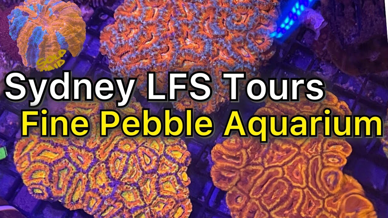 Sydney LFS Tours Stop 4 - Fine Pebble Aquarium