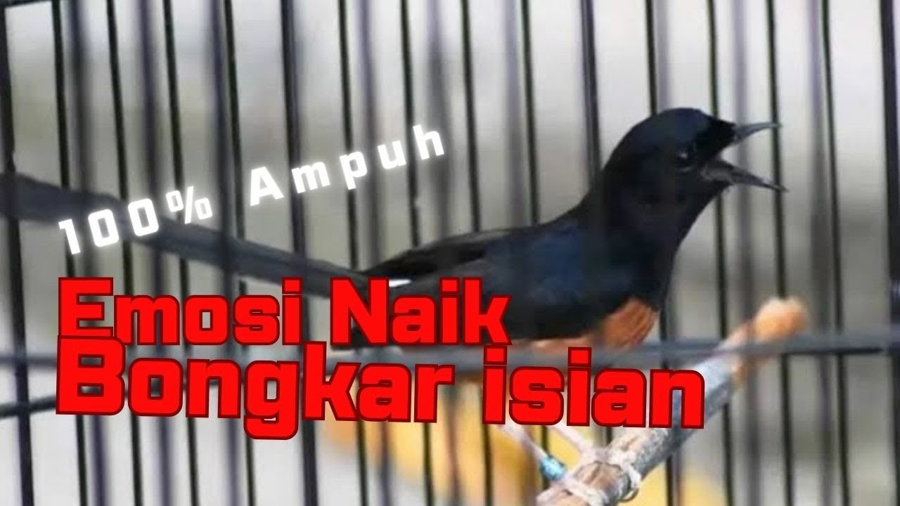 100% Ampuh‼️Pancingan murai batu agar cepat emosi bongkar isian - murai batu gacor isian mewah