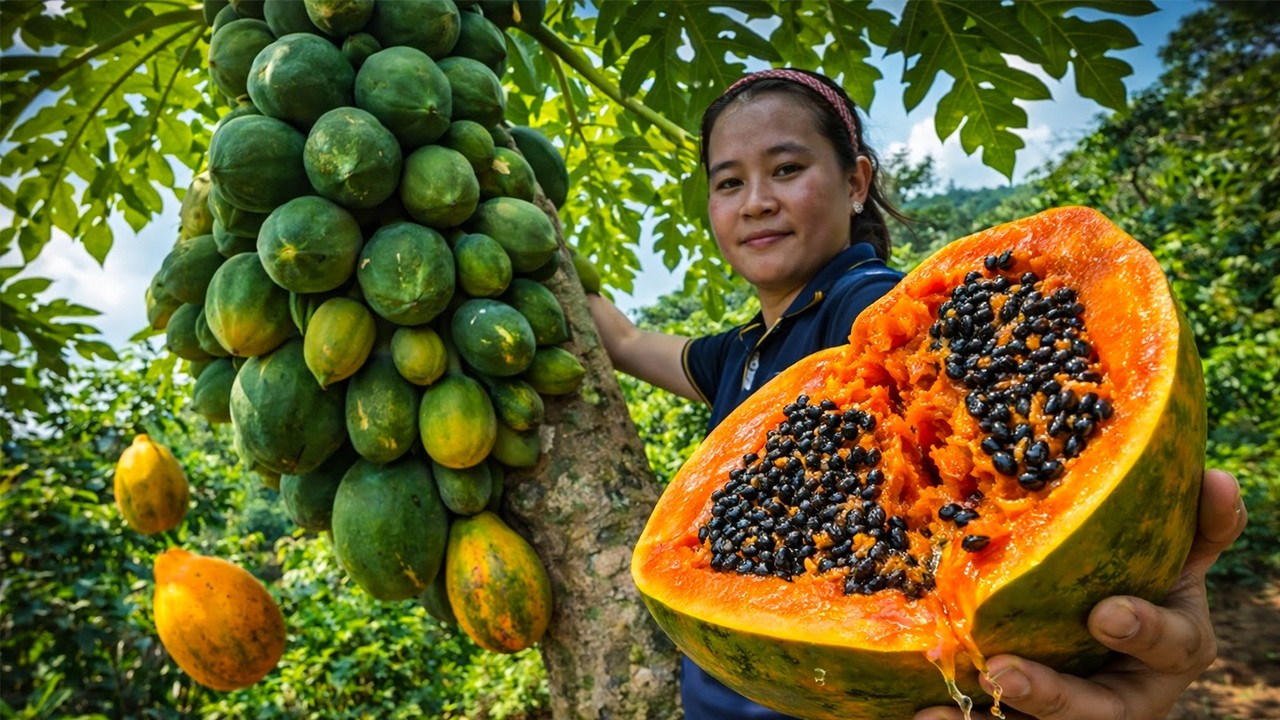Is This the Most Overloaded Papaya Tree We’ve Ever Seen?
