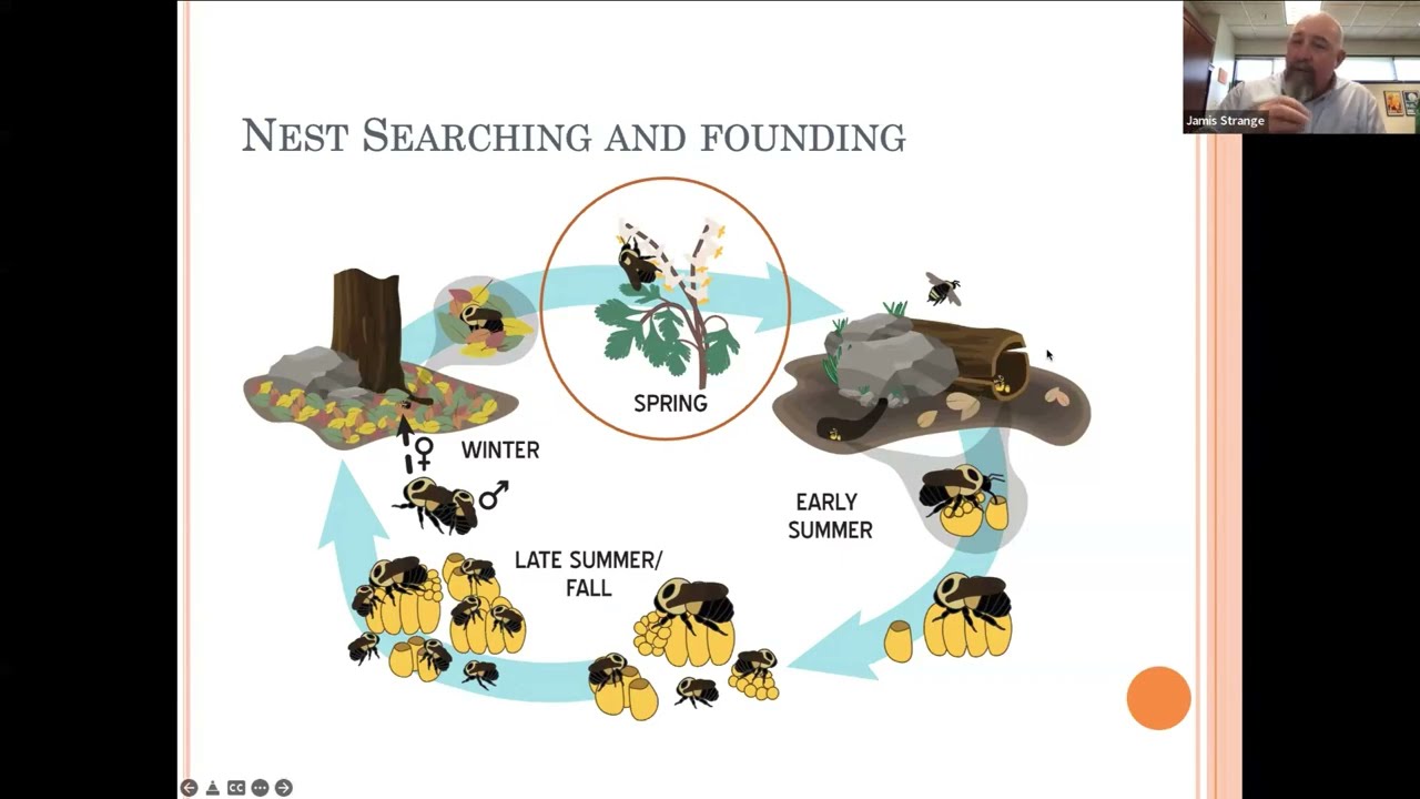 Bumble Bee Biology (2) with Jamie Strange and Federally Endangered Bumble Bees with Tamara Smith
