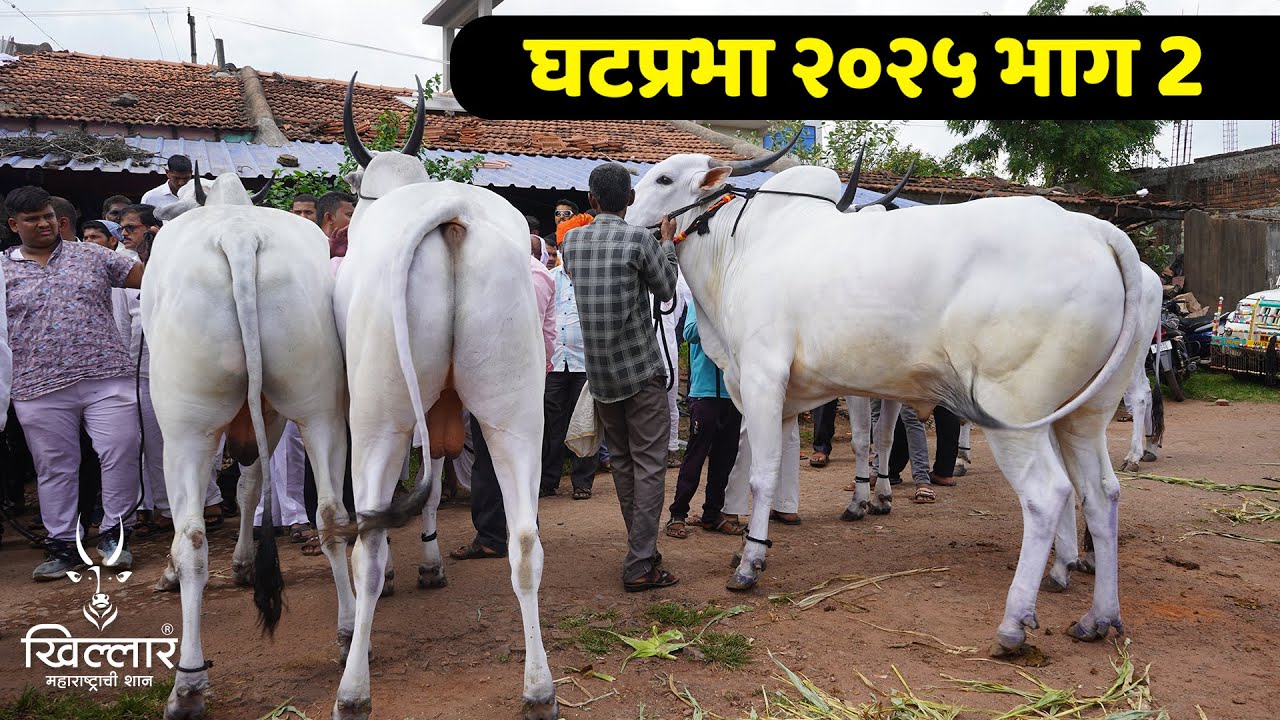 28 वर्षात पहिल्यांदाच काजळी खिल्लार गट घेतला गेला - भाग 2 | Khillar Maharashtrachi Shaan 2025