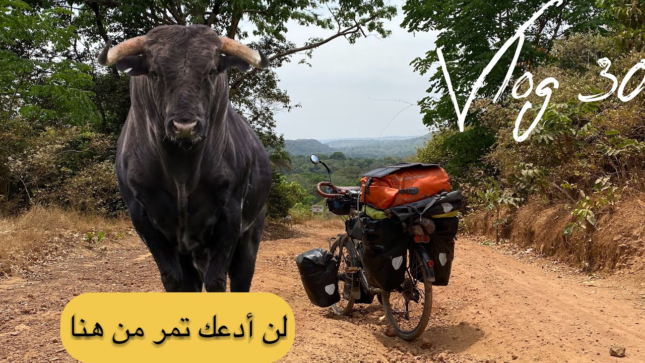 #vlog 30 الثور الغاضب لم يسمح لي بالمرور   ليلة في قبيلة افريقيا