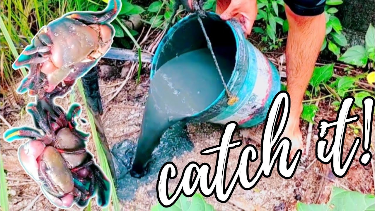 KURAY CATCHING_GAMIT ANG PUTIK_MUD WAY_JEM CAGAYAN VLOGs