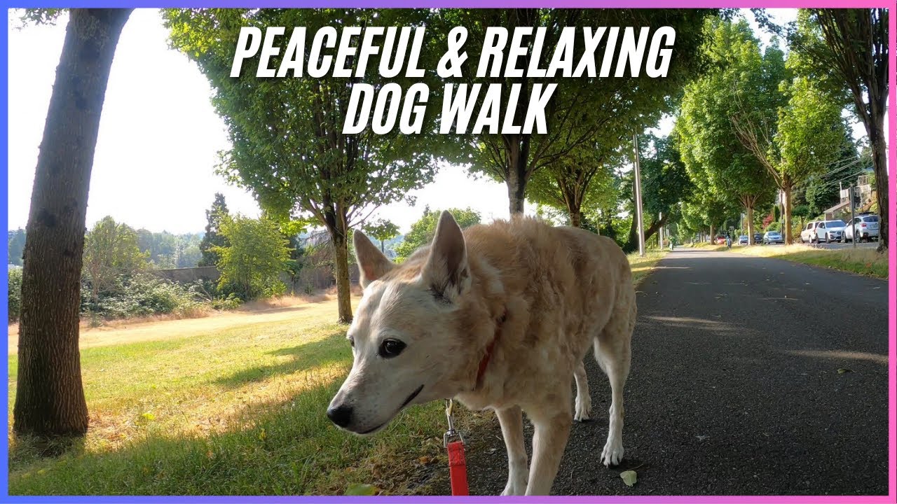 *NO MUSIC* Mountains to Sound Greenway Trail From Daejeon Park & Beacon Hill - Nature Dog Walk