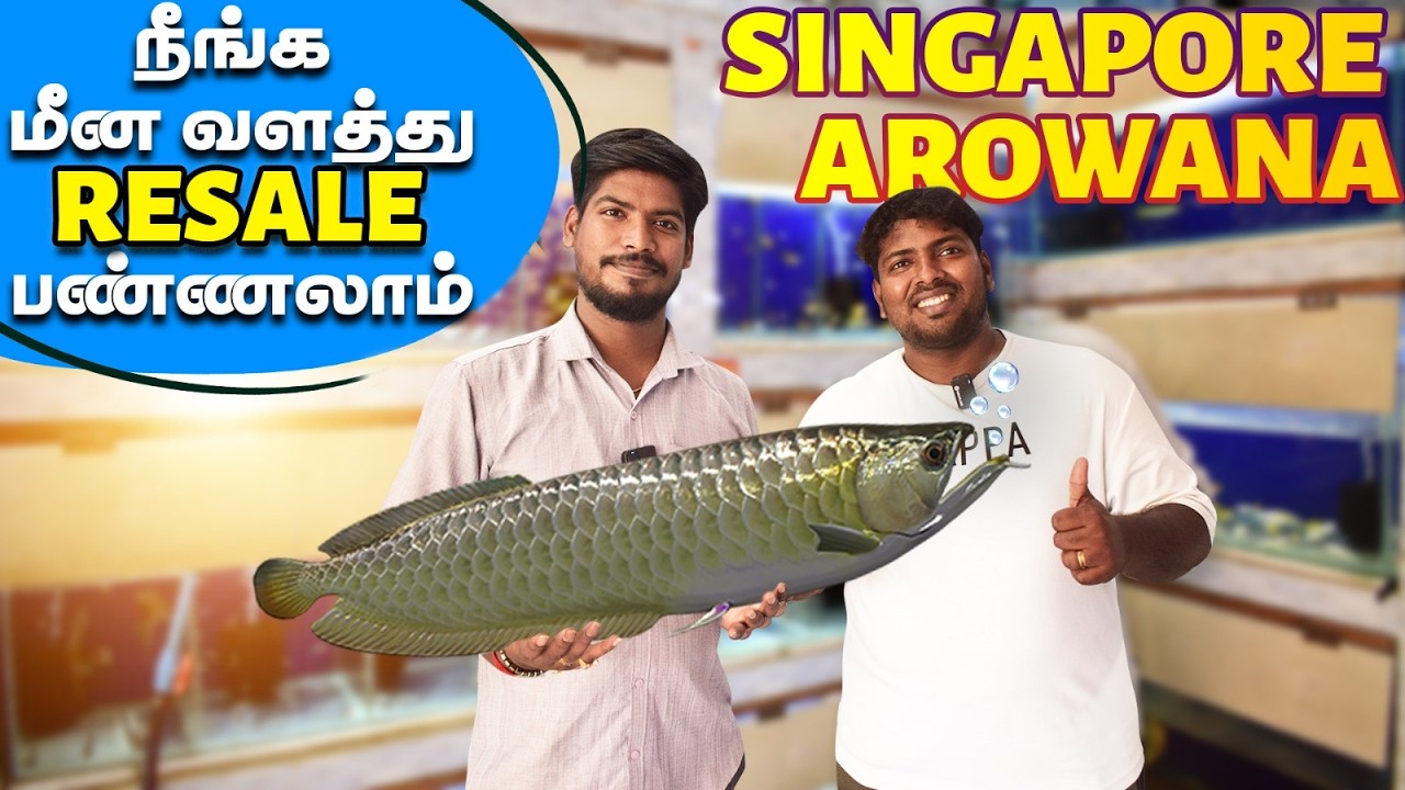 Best Kolathur Aquarium Shop for All Types of Fishes | Arowana at Best Price | Kolathur LS Aquarium
