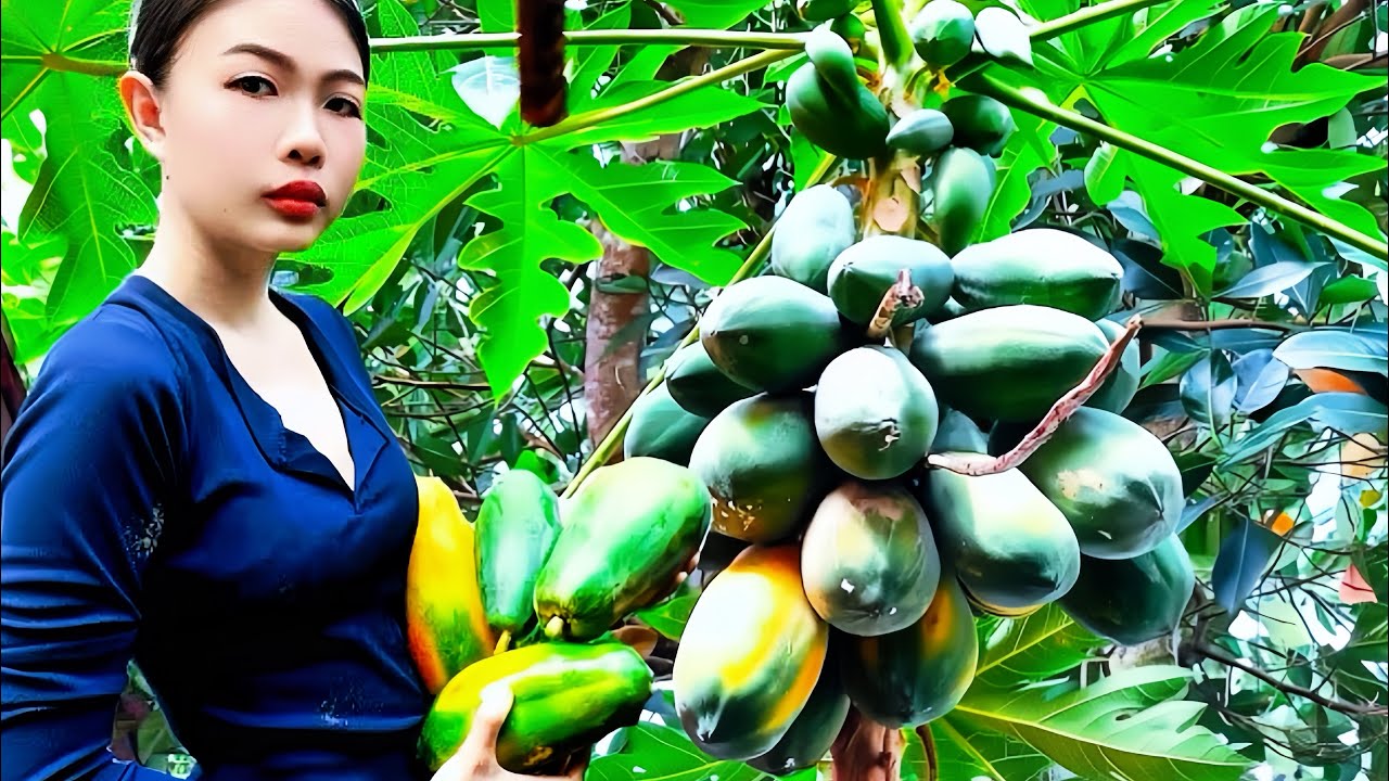 Countryside Life: Harvesting Ripe Papayas and Bitter Gourds from the Garden