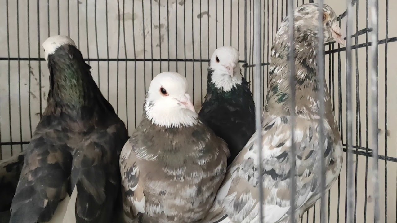 Rangdar kabootar pigeons video